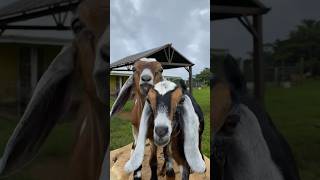 These Little Goats Were So Fun And Playful Honomu Goat Dairy In Hawaii [upl. by Ahsrats]