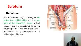 L1 anatomy  scrotum and testis [upl. by Ilocin]