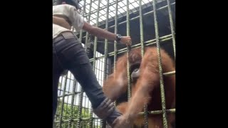 Monkey Attacks Human Through Cage  Jungle Book Version  Full Video [upl. by Eanal]