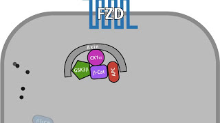 The Wnt pathway in a normal and in a tumour cell [upl. by Aihsyak921]