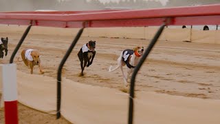 A breed for speed Salukis in the Gulf race to be top dog [upl. by Assili]