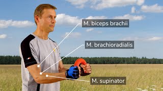 Theraband flexbar exercises  forearm training for tennis players climbers rowers and golfers [upl. by Llehsar]