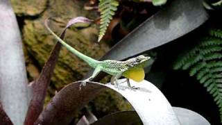 Anolis roquet summus droht [upl. by Corella302]