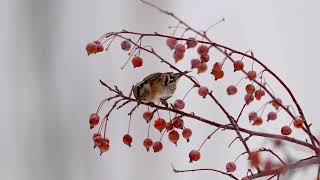 燕雀 Brambling [upl. by Epstein]