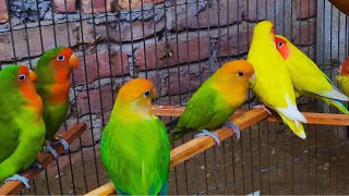 2 Hours Lovebird Sounds Lovebird Singing and Chirping Song  Sweet Sleep [upl. by Binette955]