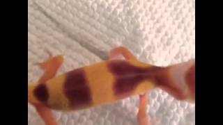 Leopard gecko scream [upl. by Ledeen]