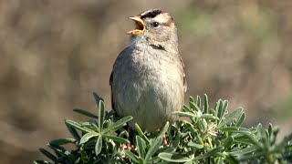 Juvenile whitecrowned sparrow sings on lupine shrub [upl. by Yorle402]