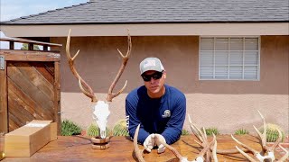 HOW TO CLEAN AN AXIS DEER SKULL [upl. by Perice]