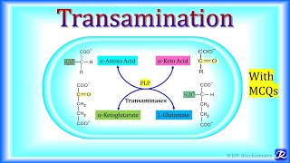 3 Transamination  Amino Acid Metabolism  Biochemistry  NJOY Biochemistry [upl. by Ciel]