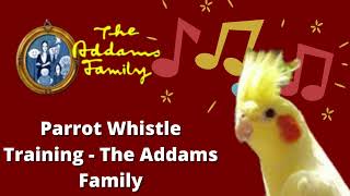 Addams Family Whistle Training for parrots  Cockatiel red rumped Rosella Ringneck  1 hour loop [upl. by Nisotawulo]