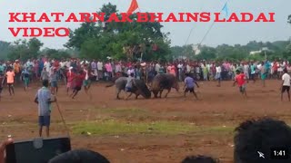 khatarnak bhains ladai 10000 hajar ka bhais ladai video dhamaka bhains ladai🐃🐂🦬🐃 [upl. by Di]