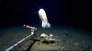 Giant Discovery in the Tonga Trench [upl. by Attah282]