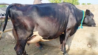 pure jarsi cow  friesian chulstani cross cow for sale 14012024 [upl. by Anytsirk]