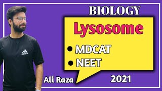 Lysosomes Structure And Functions  NMDCAT 2021 [upl. by Radu]