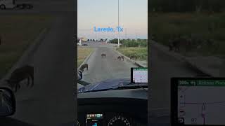 Laredo TX i35 laredotx wildboar wild board hunting primeinc truckdriver roadtrip [upl. by Ydnik]