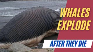 Whale explosion after death [upl. by Ghiselin]