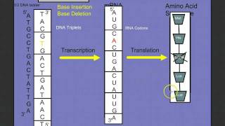 Introduction to Protein Synthesis [upl. by Ellinej622]