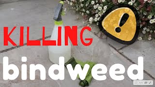 Killing BINDWEED  The SIMPLE way bindweed [upl. by Canute412]