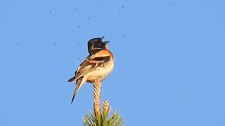 Brambling Song Bergfink sång läte Järripeippo ääni laulaa Bjørkefink sang lyd [upl. by Hcahsem]