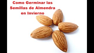 Como Germinar las Semillas de Almendra minitutorial consejosutiles shorttutorials shorts [upl. by Xenia862]