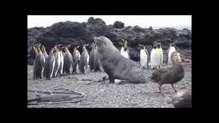 Antarctic fur seal sexualy harrasing king penguin [upl. by Willabella43]