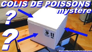 unboxing poissons mystère  Pascal Aquariums Naturels [upl. by Aihsenak]