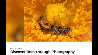 Discover Bees through Photography [upl. by Zebe]