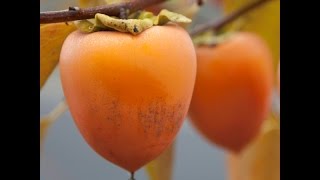 How to plant persimmon from seeds [upl. by Cohleen698]