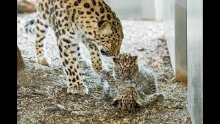 LeopardenNachwuchs im Tiergarten Schönbrunn [upl. by Zarihs]