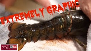 EXTREMELY GRAPHIC Maine Lobster Dynamite  How To Make Sushi Series [upl. by Vizza]