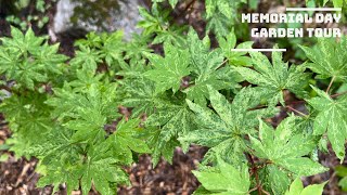 Memorial Day 24 Garden Tour  Japanese Maples [upl. by Nova]