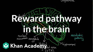 Reward pathway in the brain  Processing the Environment  MCAT  Khan Academy [upl. by Cassidy]