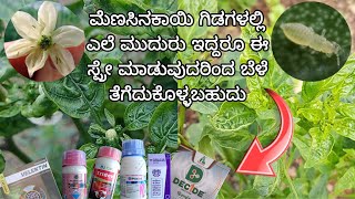 Black thrips control in chilli  What to spray ಮೆಣಸಿನಕಾಯಿ ಥ್ರಿಪ್ಸ್ ಕಂಟ್ರೋಲ್ ಗೆ ಏನು ಸ್ಪ್ರೇ ಮಾಡುವುದು [upl. by Bastian]