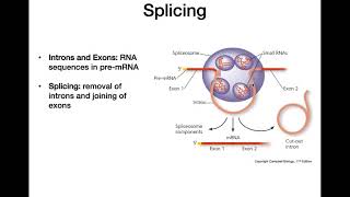 RNA Processing [upl. by Ioved]