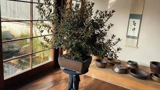 Bonsai work Quercus ilex in my bonsai pot [upl. by Roosnam]