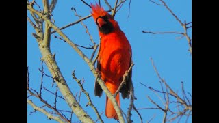 Northern Cardinal Cardinalis cardinalis Timucuan Ecological and Historical Preserve [upl. by Dnomsed]