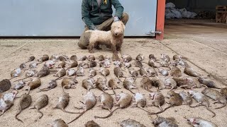 80 rats destroyed in fast action ratting with terriers [upl. by Yeslek191]