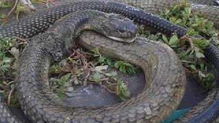 THE MOST DANGEROUS SNAKE BANAKON KING COBRA found in OSMEÑA BAYUGAN CITY [upl. by Gun]