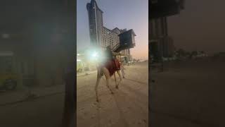 CAMEL RIDING AT quot DUBAI BEACH ⛱️ [upl. by Fiden]