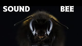 Sonido de ABEJA ZUMBANDO relajante 2 minutos🐝🐝🐝 [upl. by Rooney]