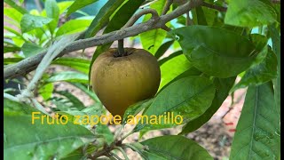 Mis tropicales cargados de frutos Parte 1 [upl. by Flann]