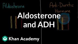 Aldosterone and ADH  Renal system physiology  NCLEXRN  Khan Academy [upl. by Divine]