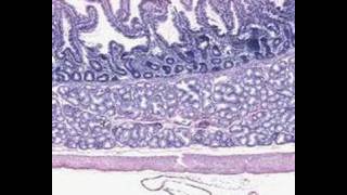 Shotgun Histology GastroDuodenal Junction [upl. by Dever]