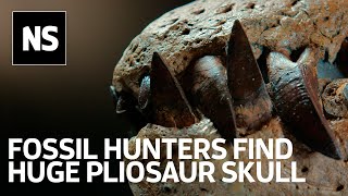 Pliosaur discovery on Jurassic Coast is very likely a new species [upl. by Yrrum445]