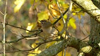 The Goldcrest and its call [upl. by Johnson]