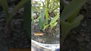 5d corn plant corn planting plants [upl. by Diannne]