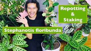 How to Repot amp Stake Up Stephanotis Floribunda Madagascar Jasmine [upl. by Lolita]