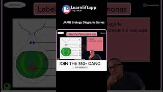 CHLAMYDOMONAS Most commonly asked JAMB BIOLOGY Questions EP9 jamb viralvideo everyone waec [upl. by Ruby178]