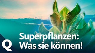 Superpflanzen Die neue Waffe für den Umweltschutz  Quarks [upl. by Birgitta]