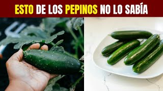 Por qué hay que COMER PEPINOS [upl. by Lucilla]